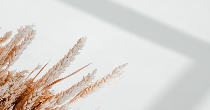 WELLBEING & LONGEVITY