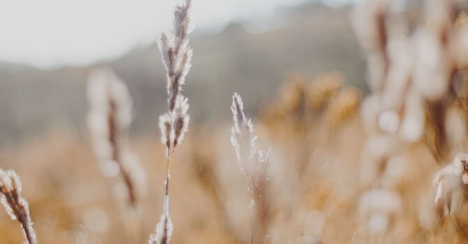 AESTHETIC TREATMENTS